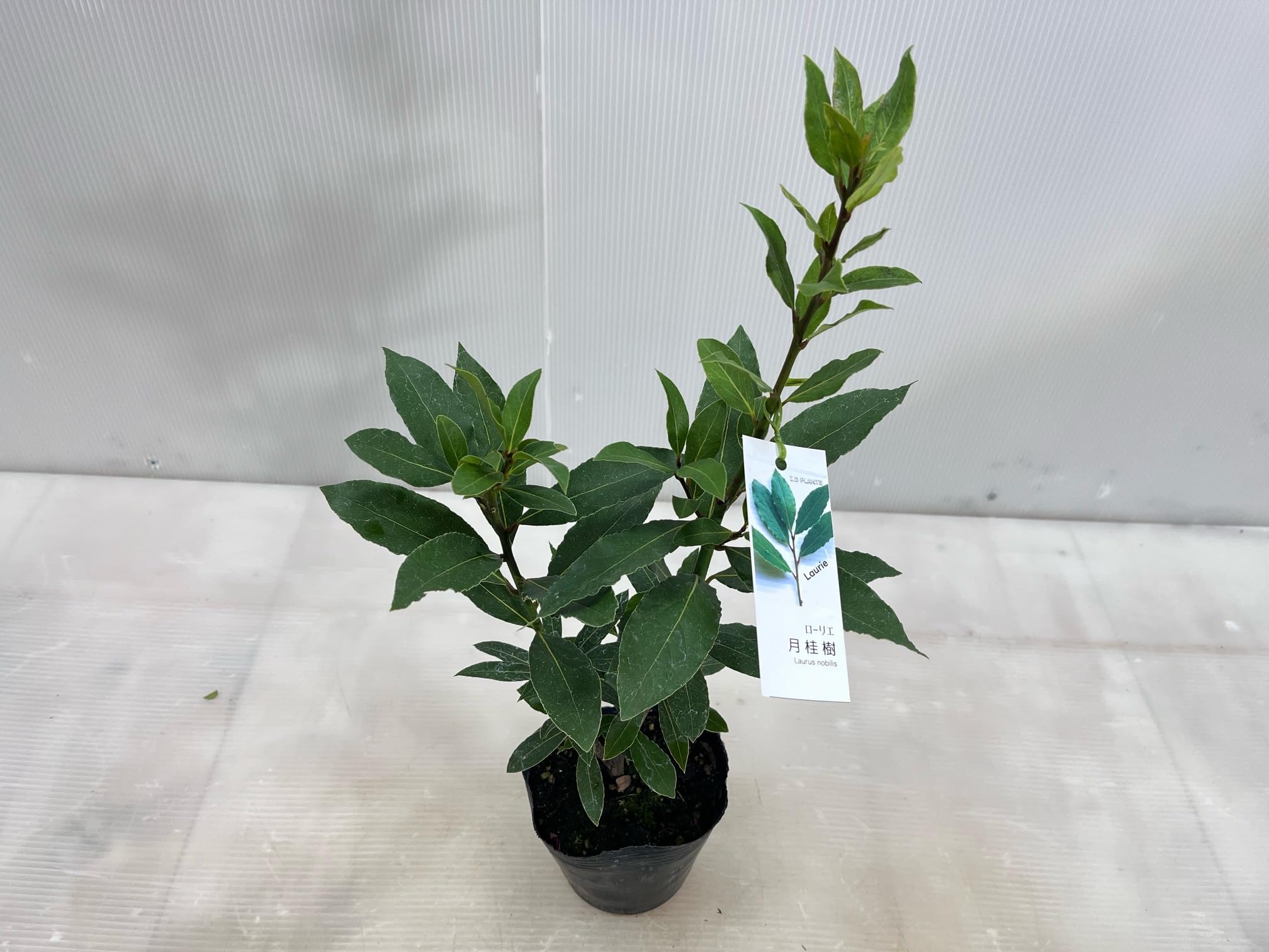 Amazon.co.jp: 月桂樹 苗 ゲッケイジュ 12cmポット 植木 苗木 庭木